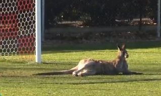 Canguro in campo in Australia